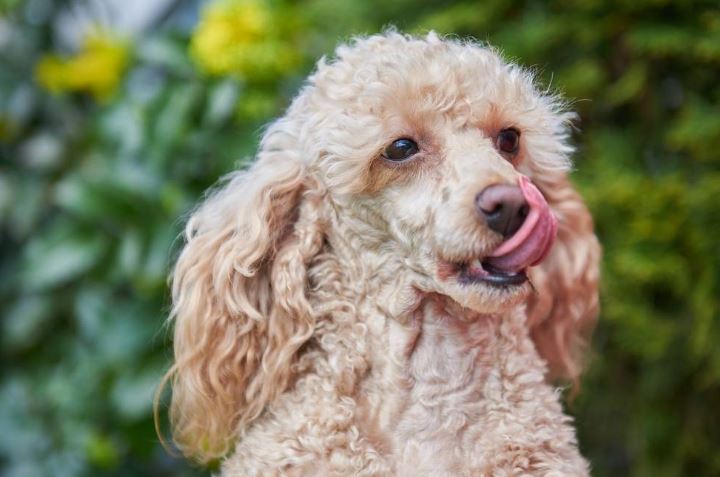 Почему собака часто облизывается без причины — возможные причины и решения