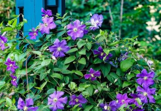 Почему клематис не растет после посадки